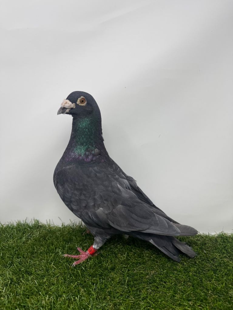 Coloured Racing Pigeons