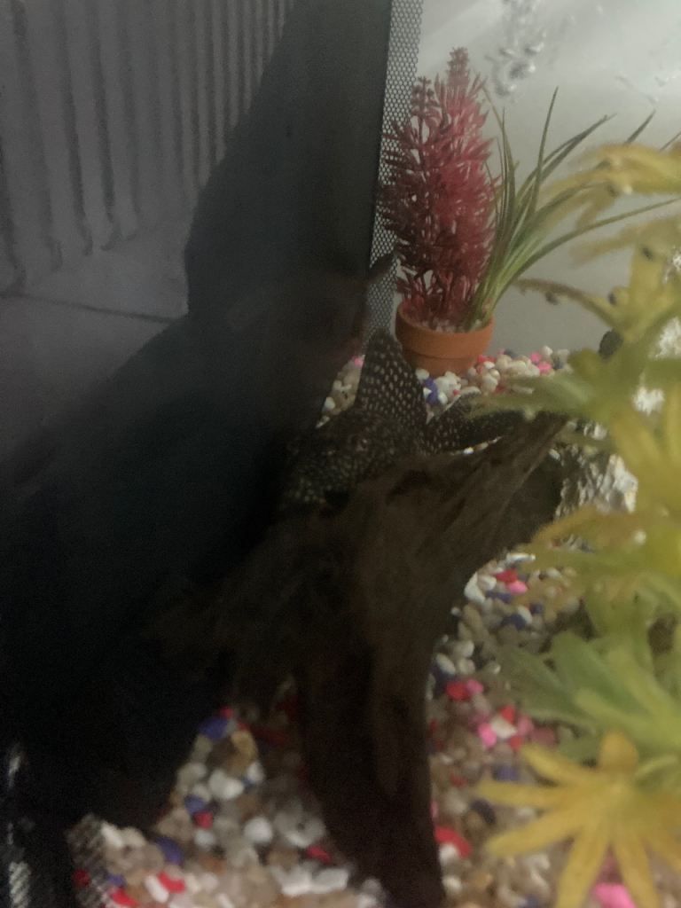 Fish tank and storage cupboard 