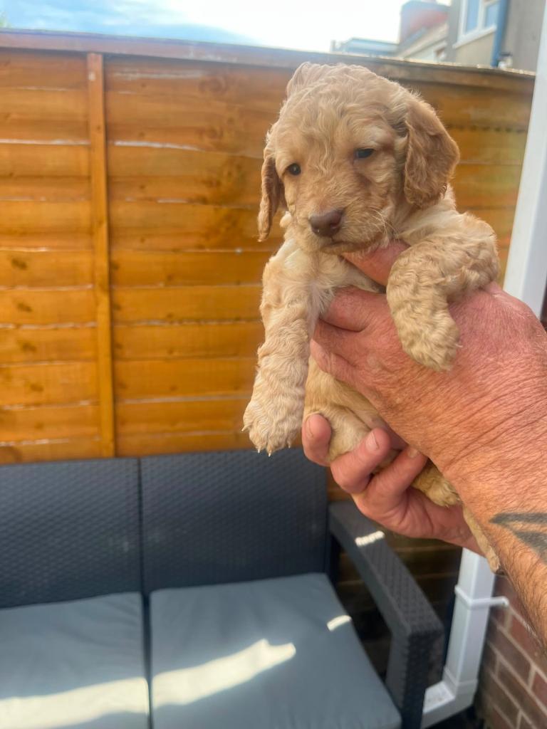 Cockapoo puppies