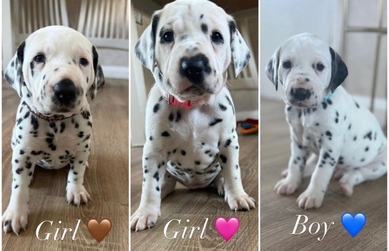 Purebred Dalmatian puppies for sale 