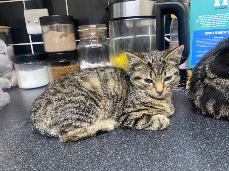 kittens for sale 11 wks old
