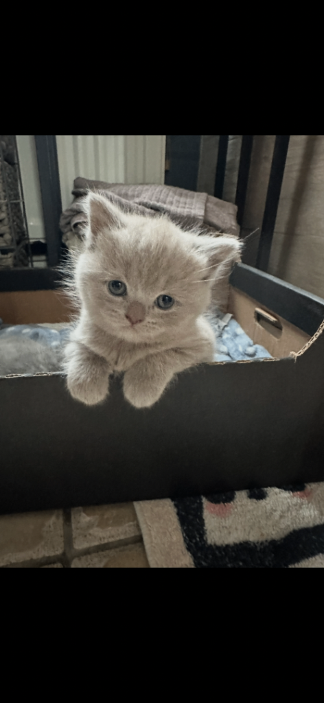 British shorthair kitten 