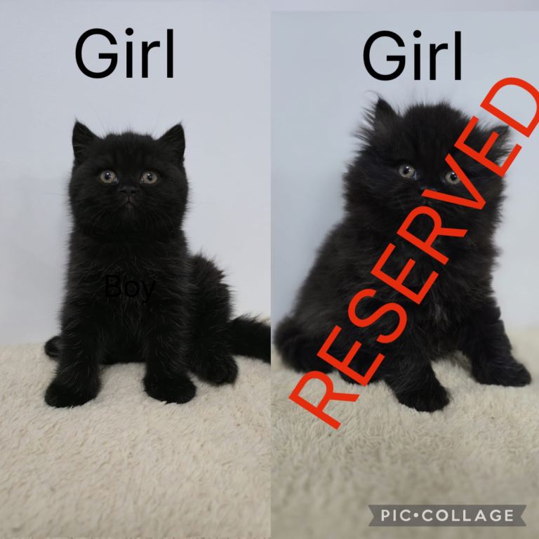 READY TO LEAVE British Shorthair & Longhair Kittens