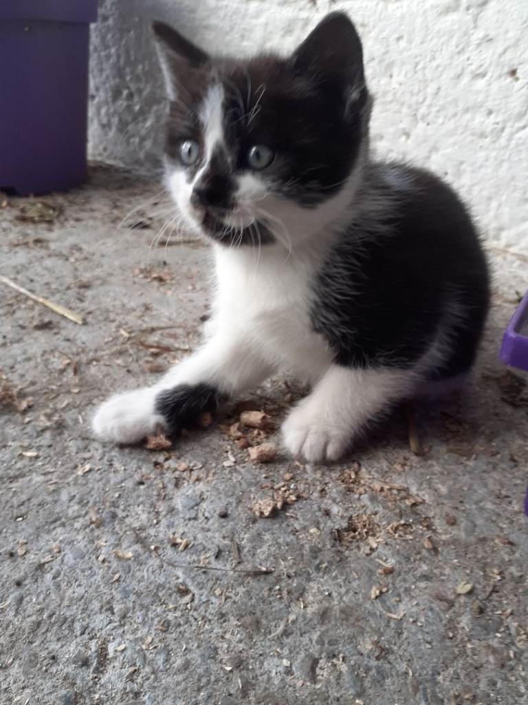 Kittens