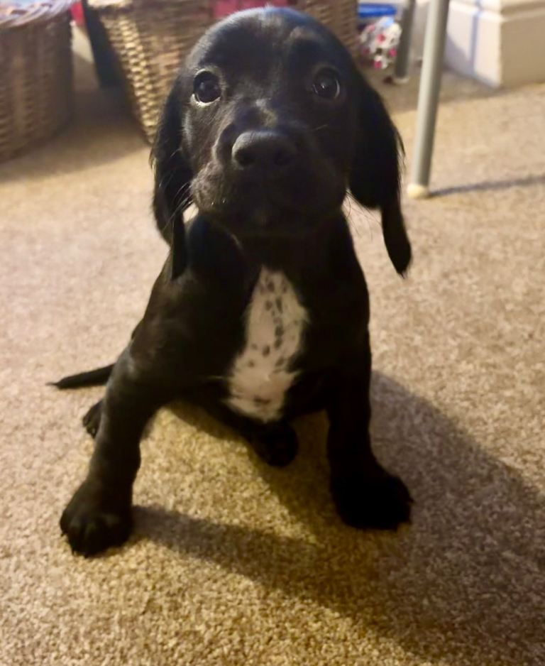 Sprockerdor puppies for sale