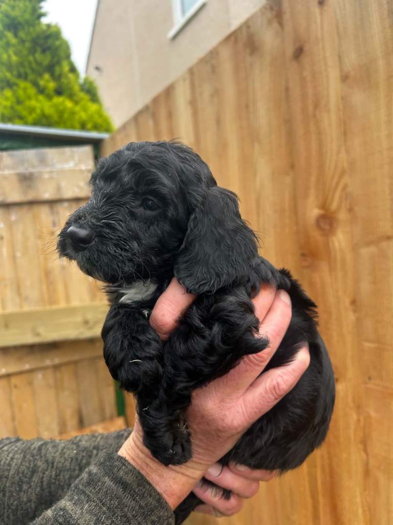 Sproodle puppies 
