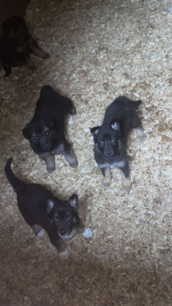 🐶BLACK GERMAN SHEPHERD PUPS🐶