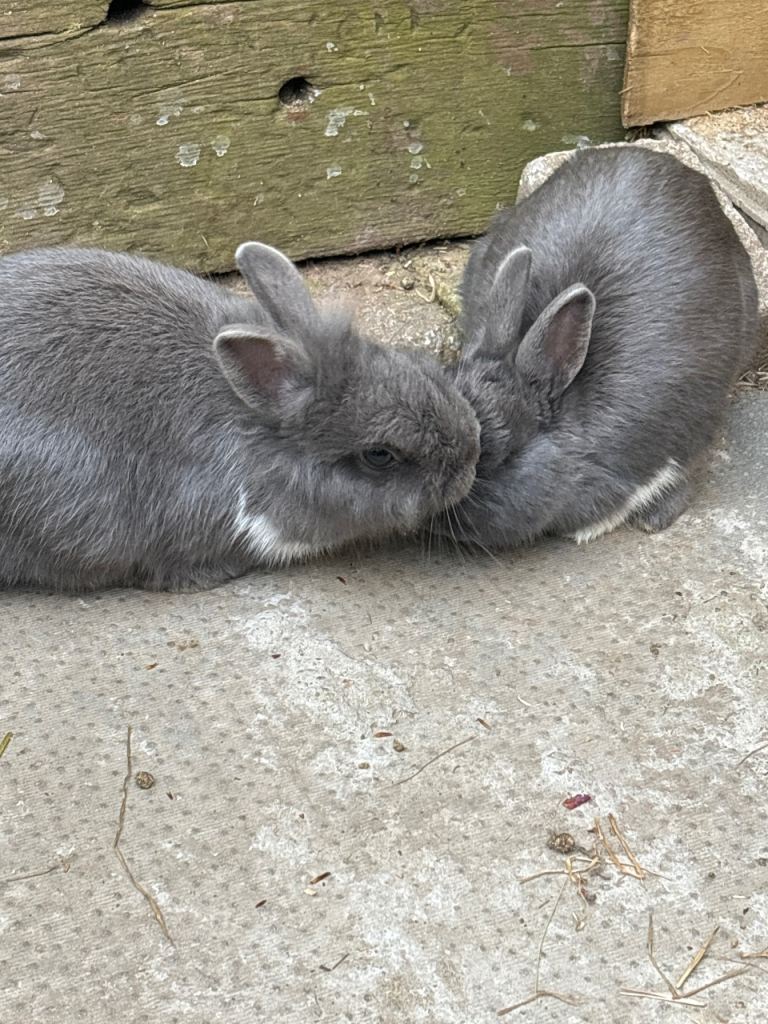 2 Rabbits for Sale (Lionhead/Netherland Dwarf Mix)