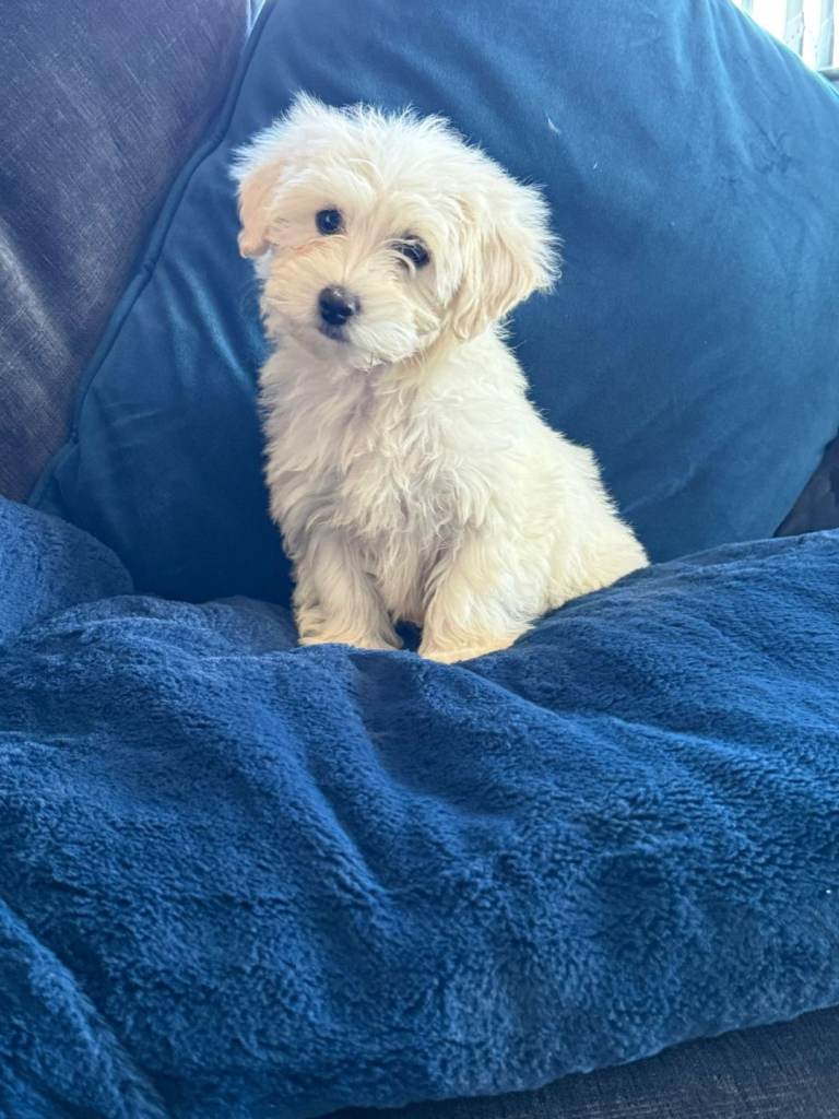 Cotonoodle pup male fully vaccinated 