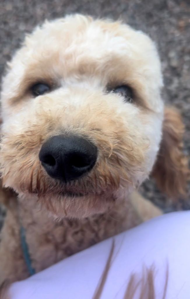 Miniature golden doodles 