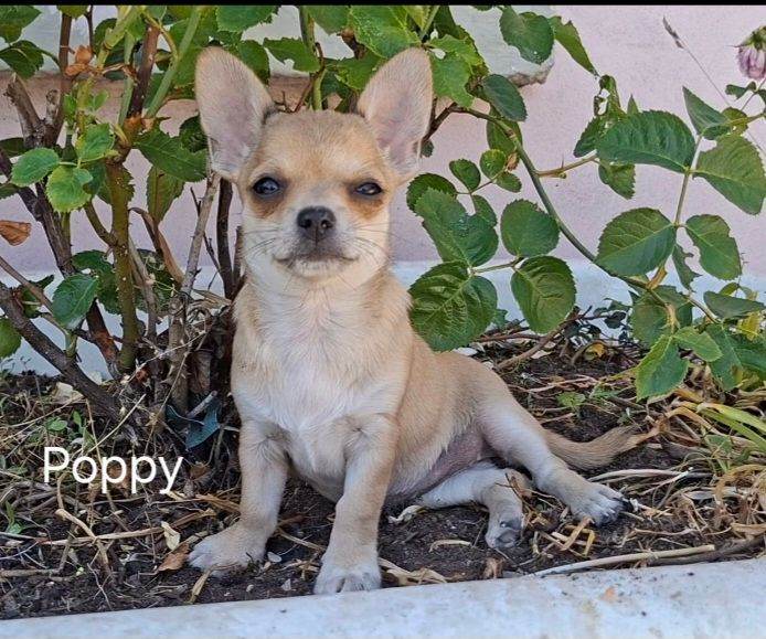 Beautiful Chihuahua puppies READY NOW