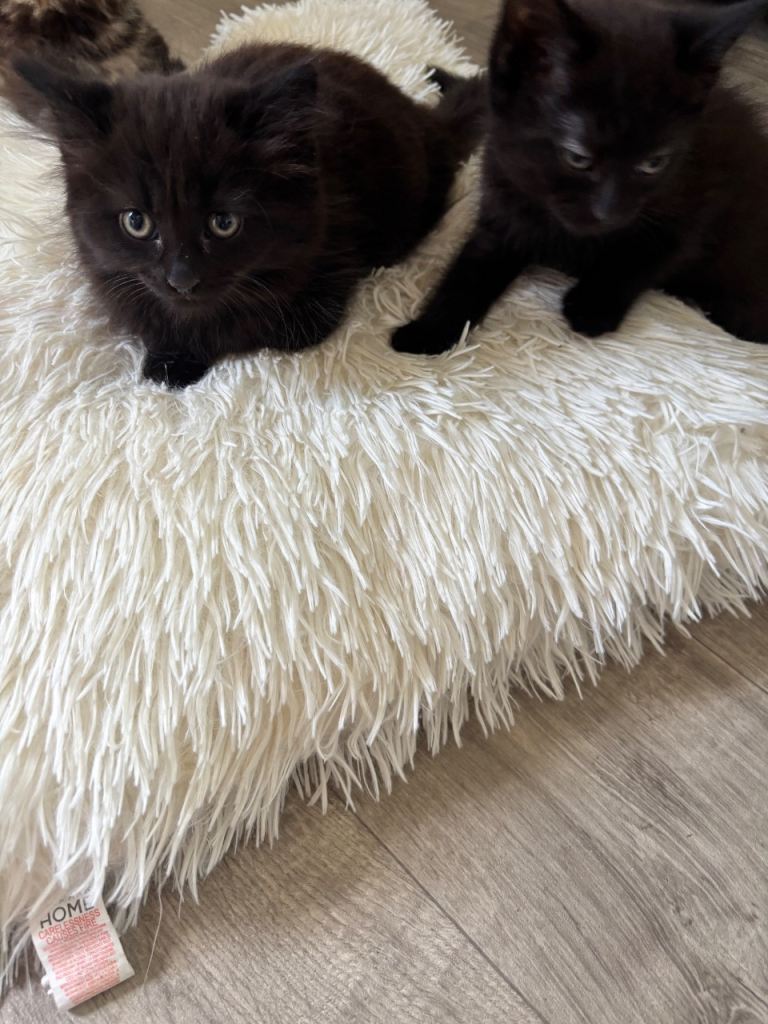 Kittens 