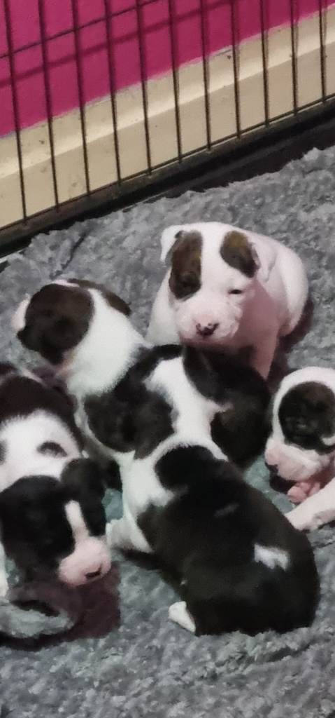 Staffordshire Bull Terrier Puppies 