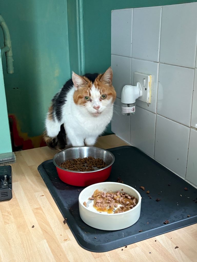 Calico female cat for rehoming 