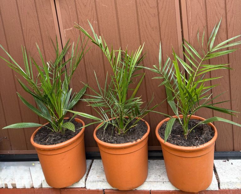 Palm trees (price for each one is £18)