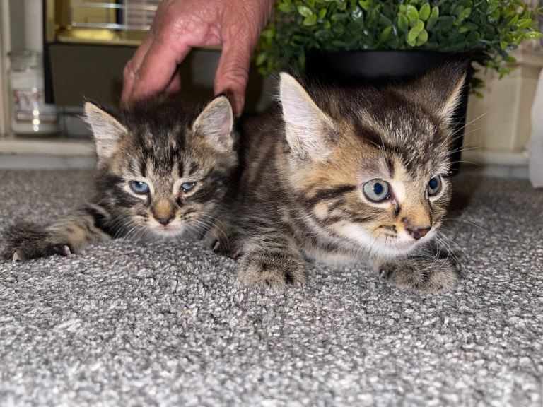 Tabby Kitten