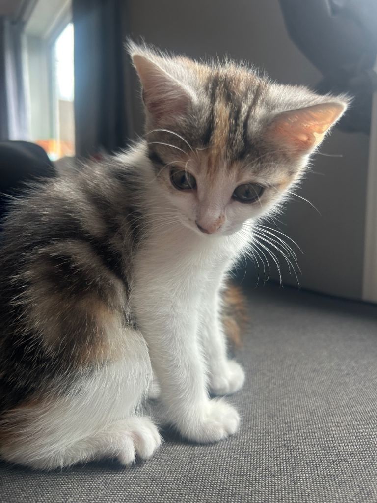 Kitten for sale 