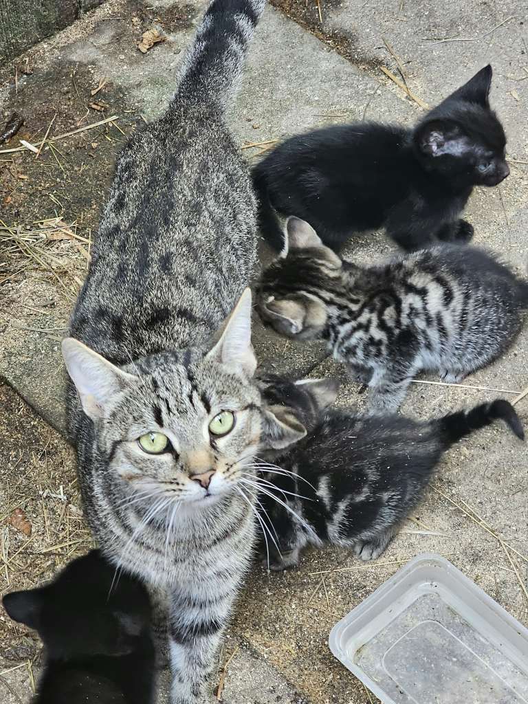 Beautiful Farm Kittens 