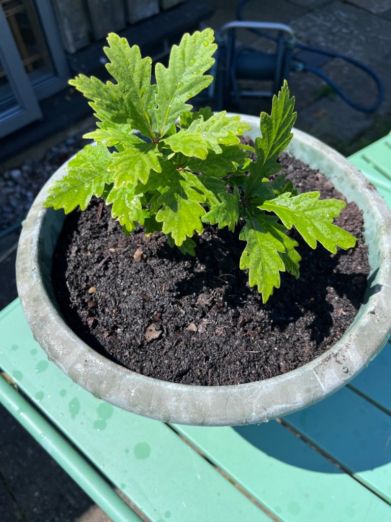 Oak Tree Sapling in pot