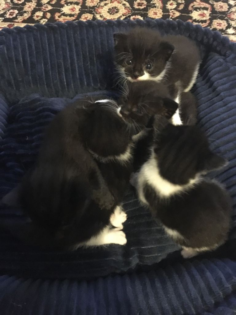 4 British Shorthair kittens ready to leave Mum in 6-7 weeks