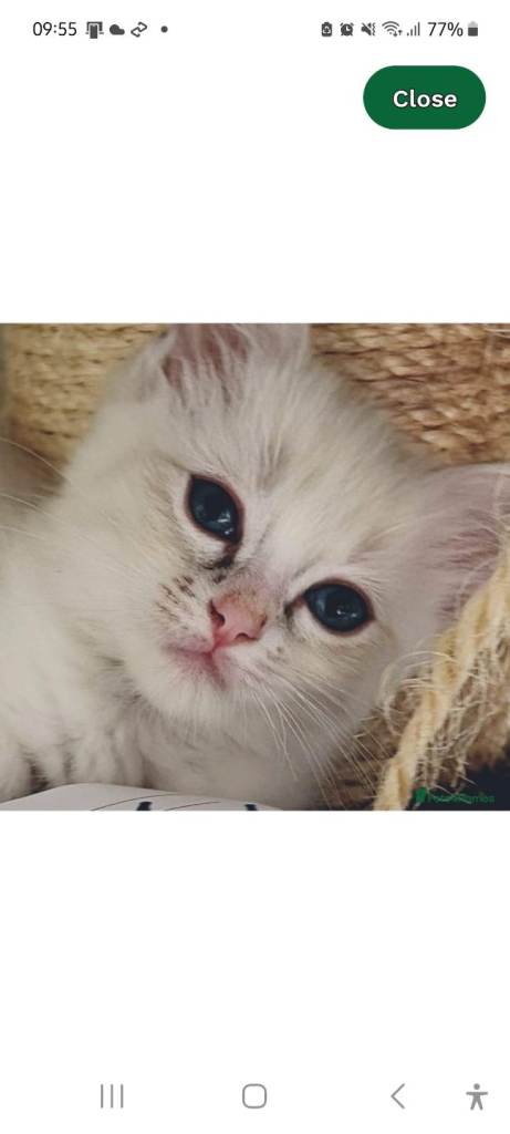 Gorgeous Pure Ragdoll