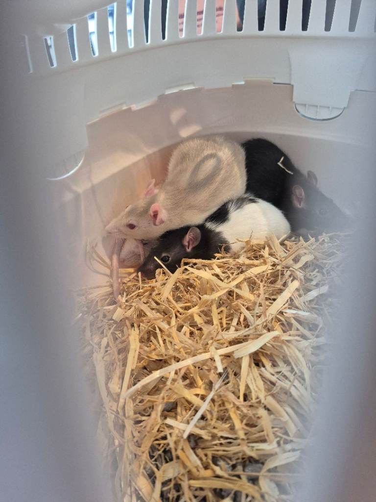 4 female rats