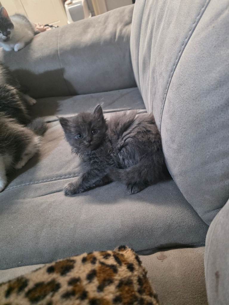 Rag x Persian Kittens 