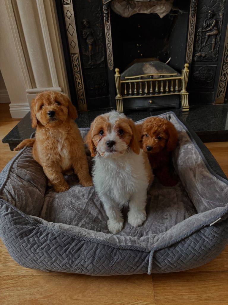 Cavapoo pups for sale
