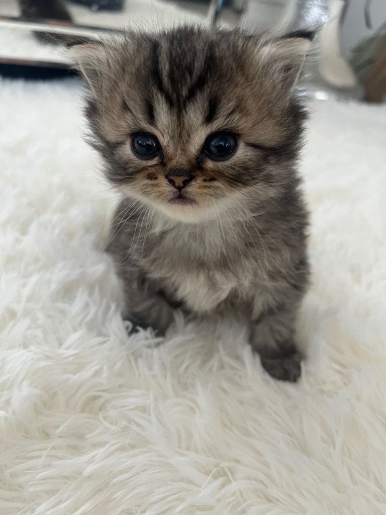 Persian boy