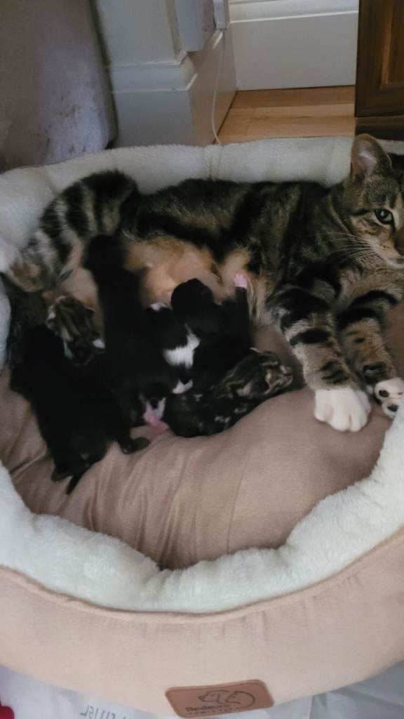 The Midnight & Marble Collection: Stunning Kittens Ready for Love