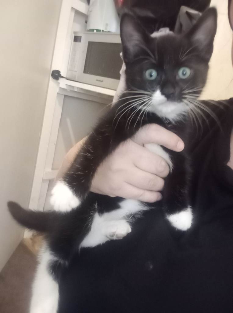 MALE KITTEN 