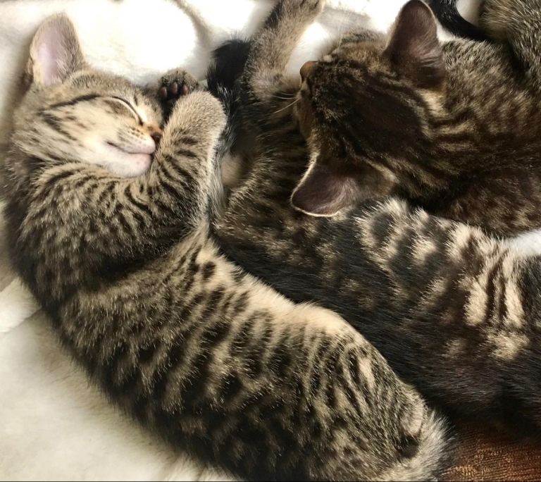 Gold Glitter Bengal X Kittens With Famous References! 