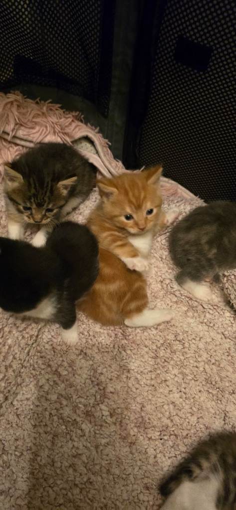 Half main coon kittens for salw