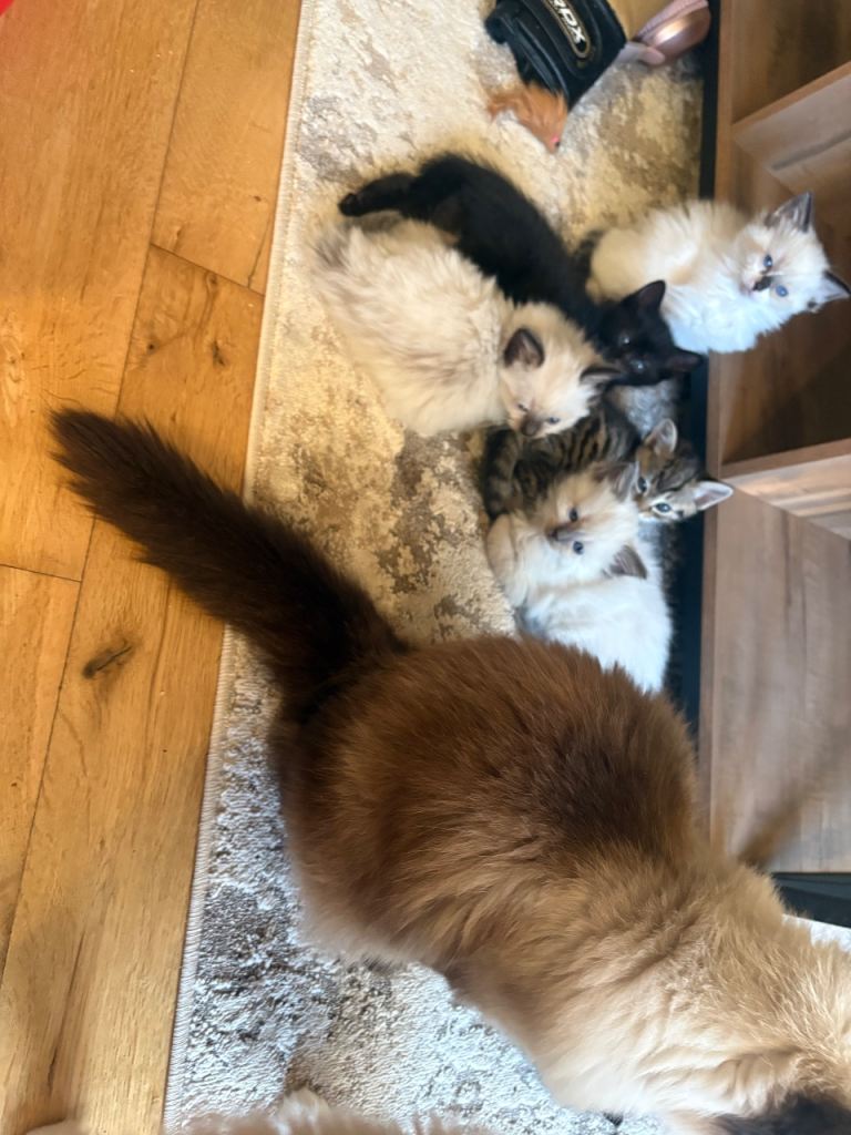 Ragdoll kittens 