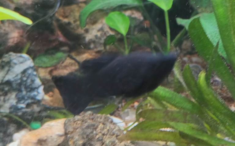 Black Mollies for sale x 3