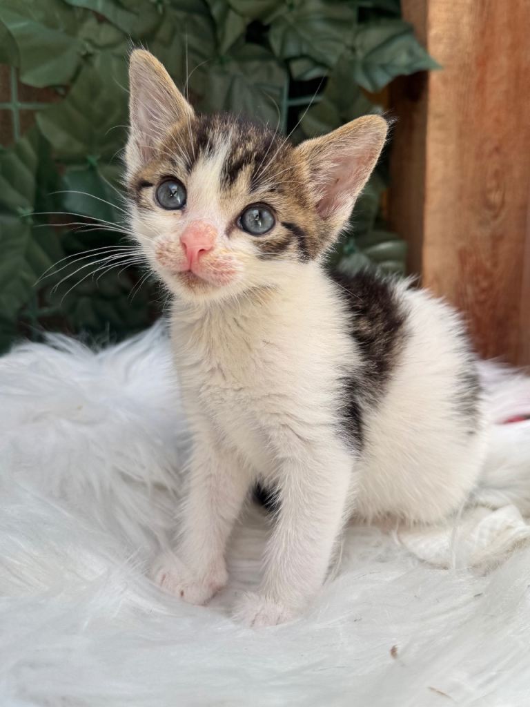 TABBY AND WHITE MALE KITTEN 