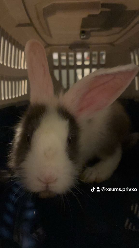 Bunnies for sale ready to leave now!!