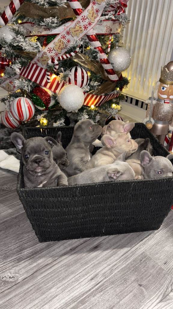 Frenchbulldog puppies