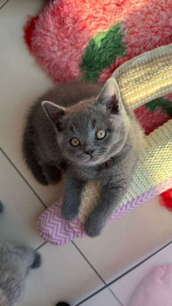 Gorgeous GCCF Reg British Blue Shorthair Kittens