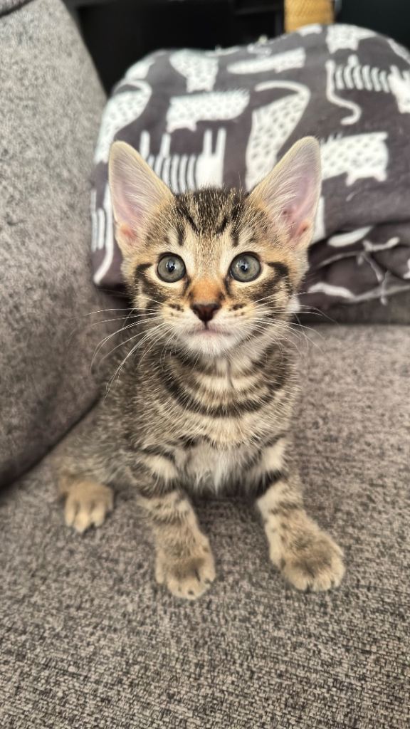 Stunning kittens. 