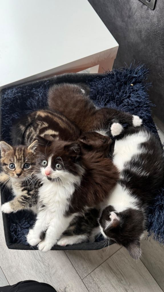 Kittens