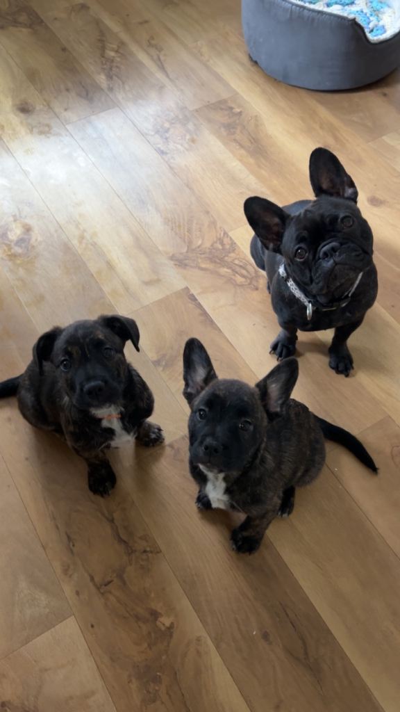 2 Follies 4sale (French bulldog/collie mix)