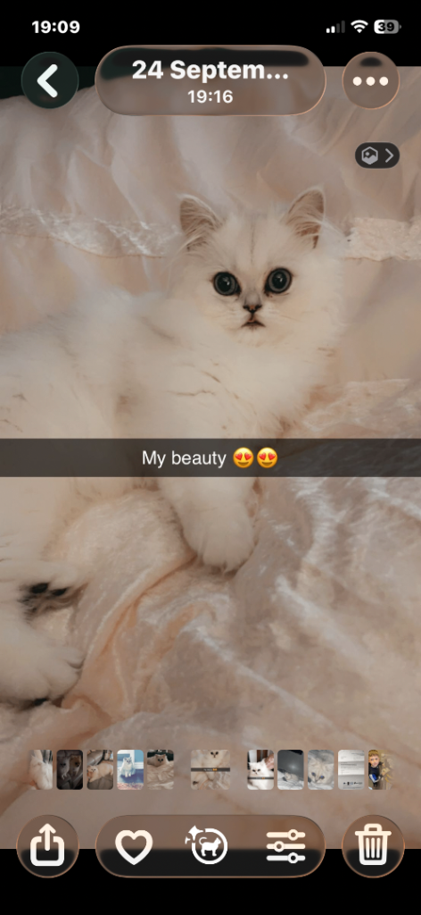 Beautiful pedigree white Persian Cat