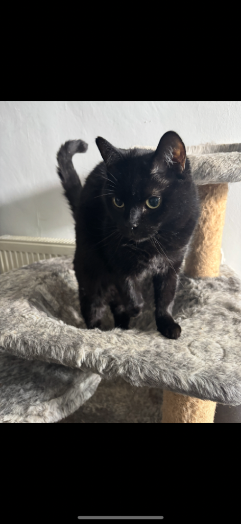 Snuggles looking for a new home