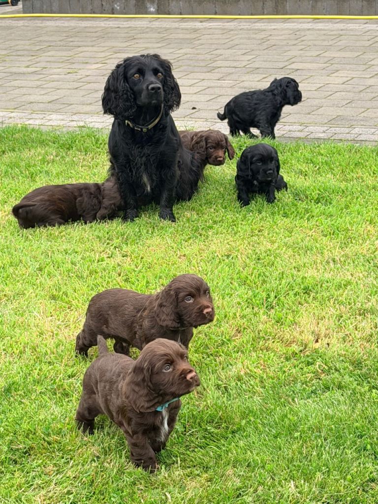 3 adorable cockerspaniel pups Left 