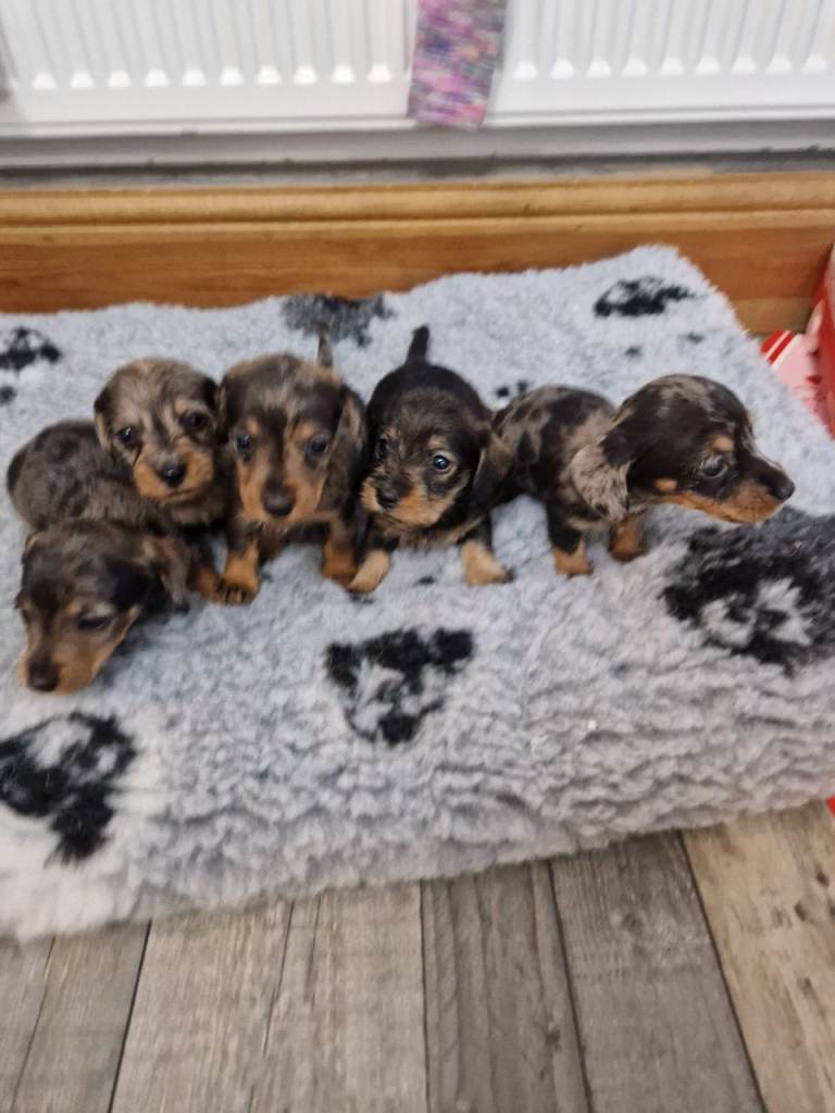 Dappled Wirehaired daschund pups 