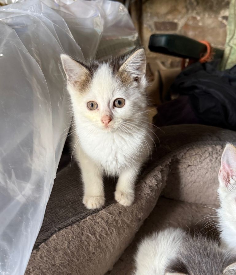 Beautiful Farm Kittens