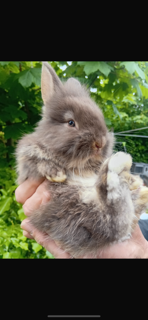 Baby bunnies lion heads ready to go 
