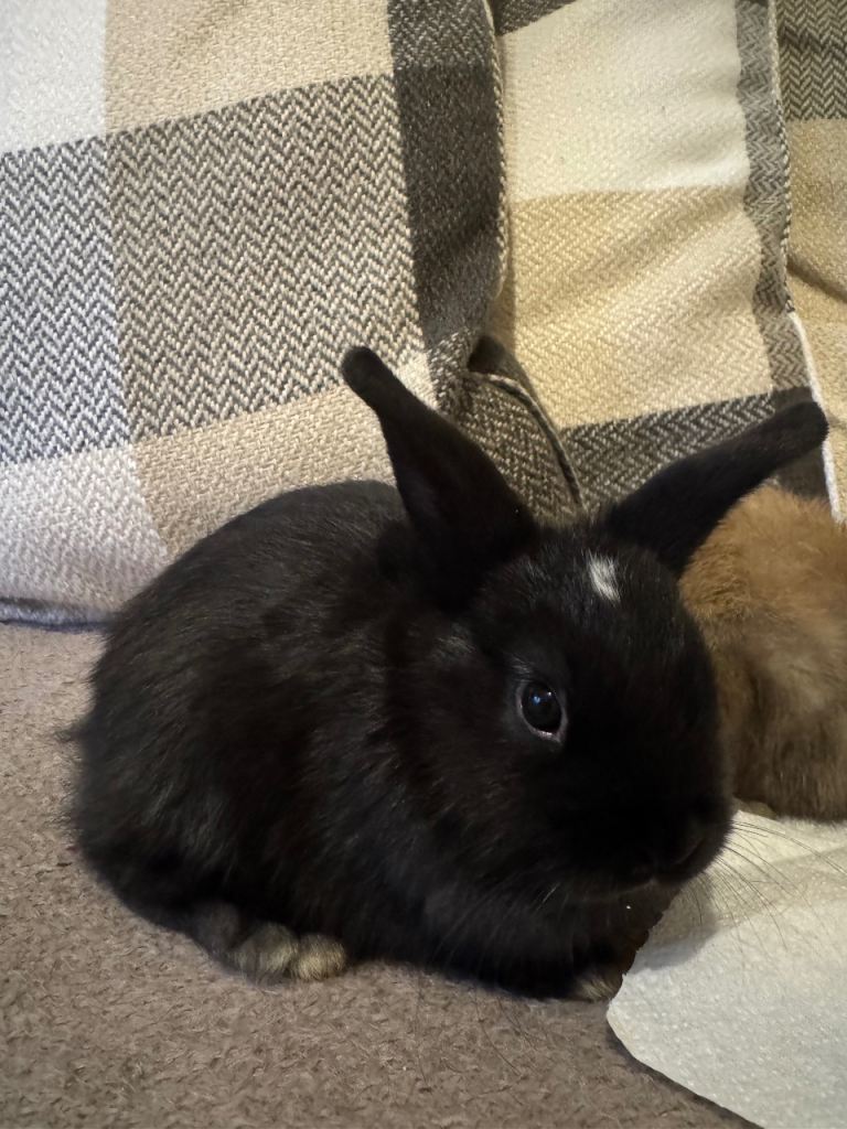 Baby bunny for sale (lop / lionhead mix)