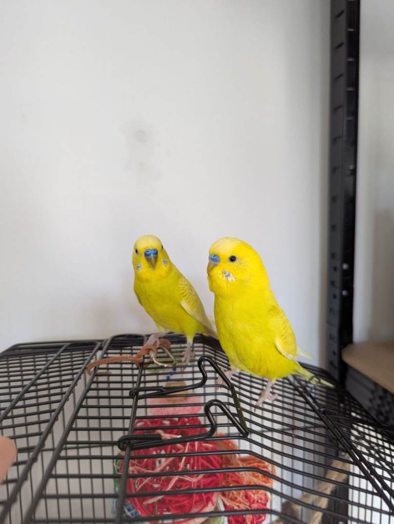 Budgies for sale 